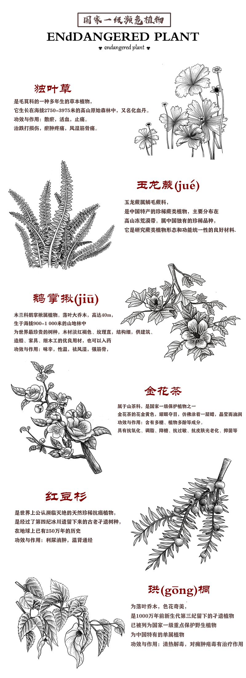 国家濒危保护物种——植物篇
