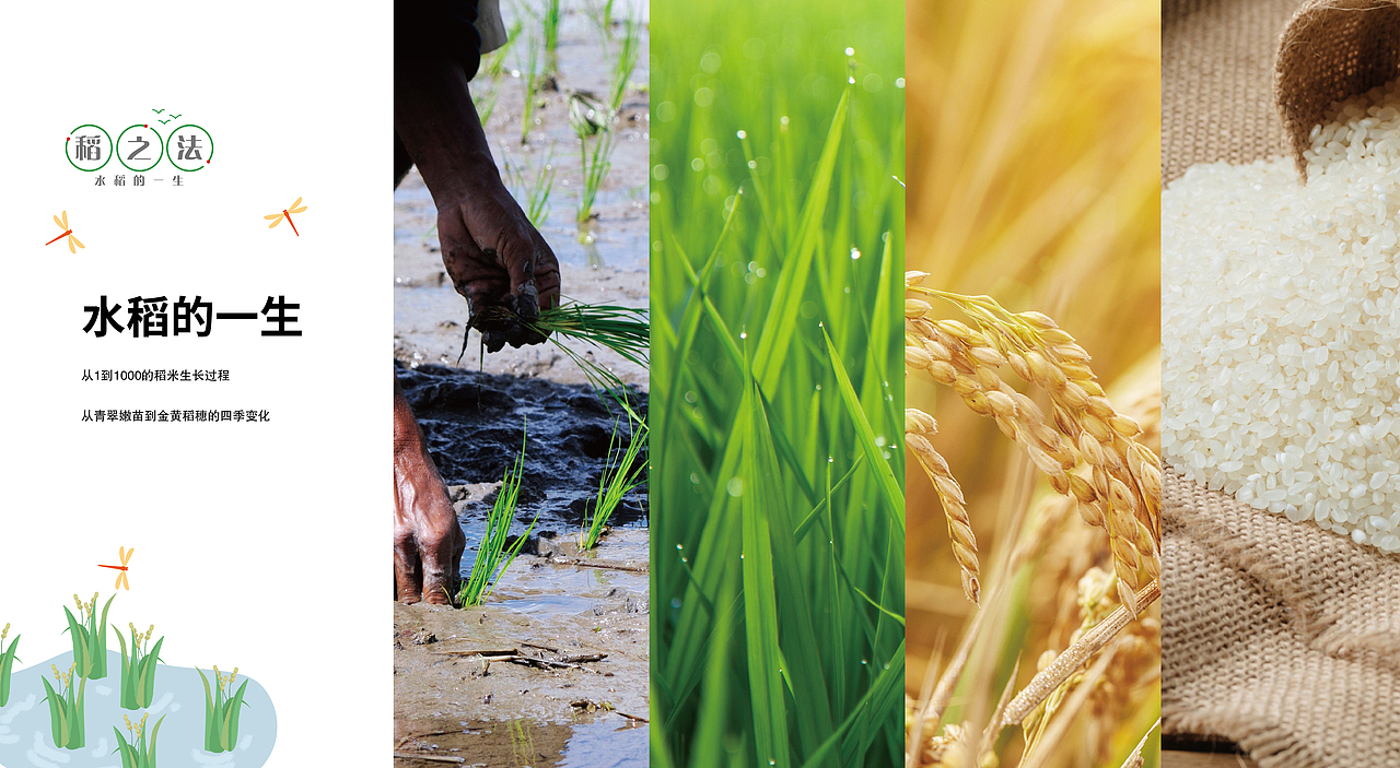 袁隆平水稻宣传展板