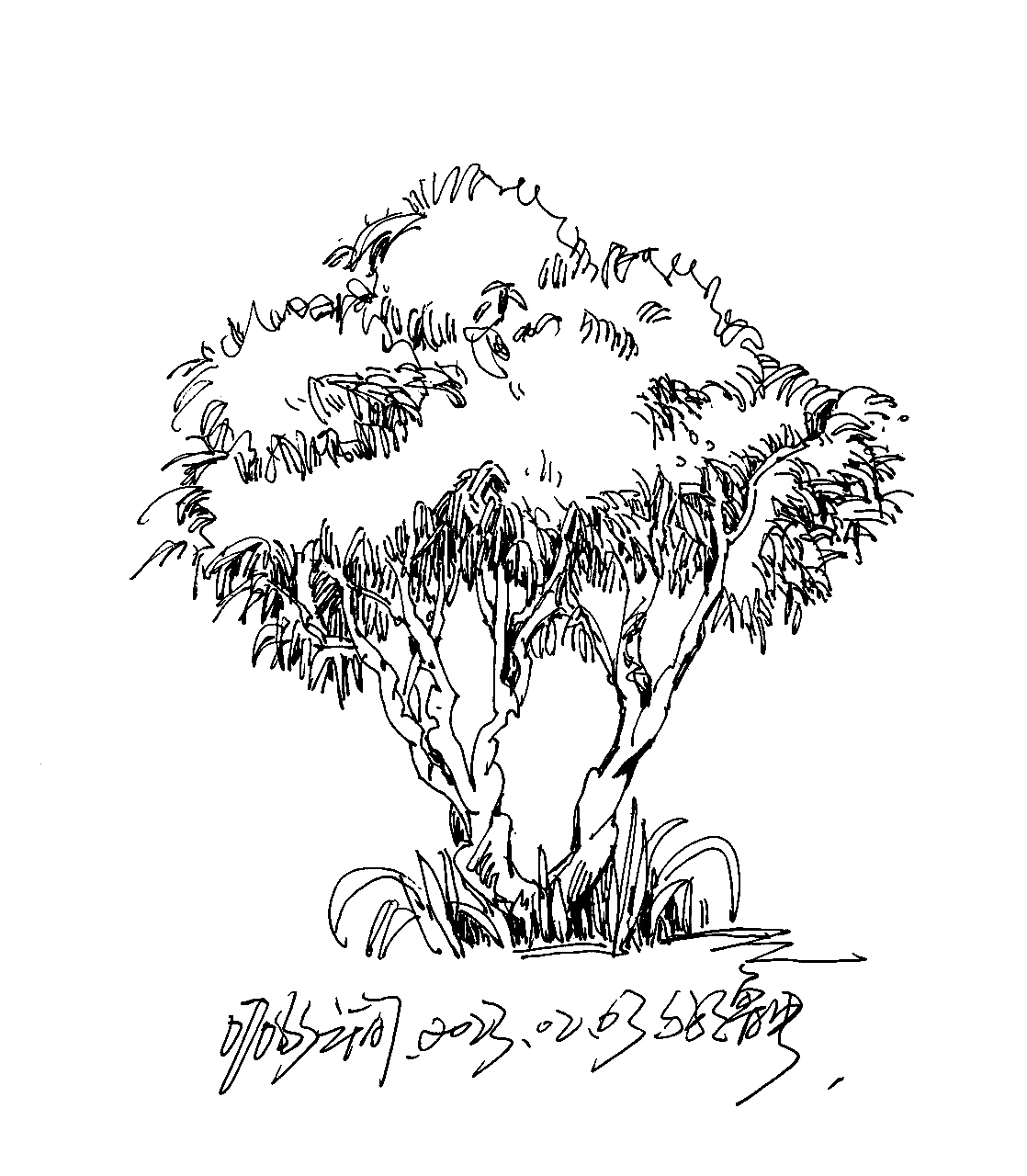 园林速写,关于植物。