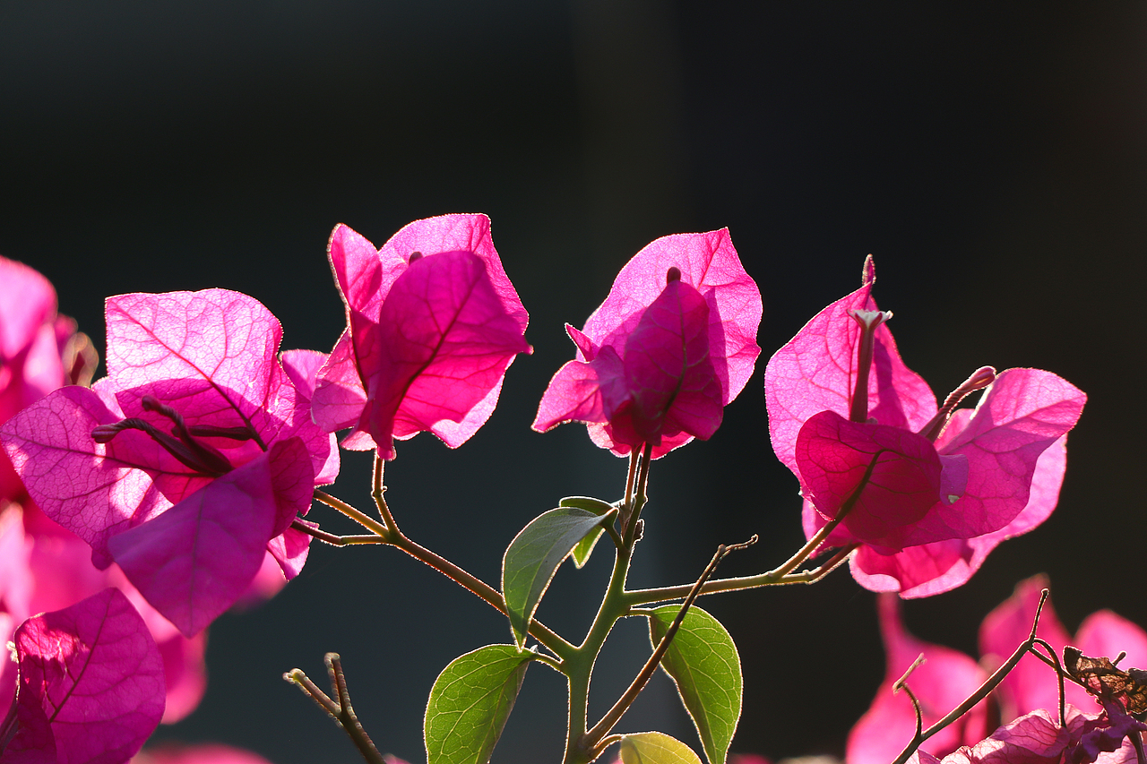 植物（图ZMzMyODQ0MDA4） - 风光摄影 - 站酷设计师千柚橘原创素材 - 站酷ZCOOL