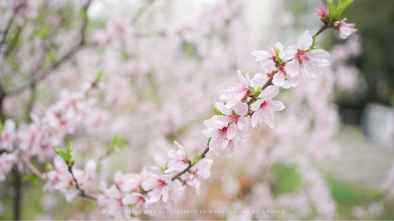 女生手中sony A7c能有多好用呢（图ZMzAyNTMxMzc2） - 人像摄影 - 站酷设计师原来是惊蛰啊原创素材 - 站酷ZCOOL