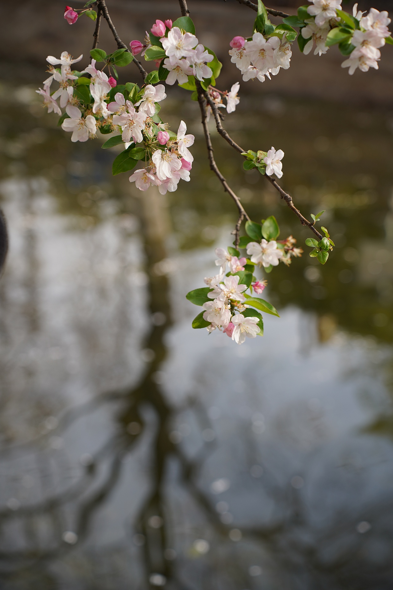南京莫愁湖公园