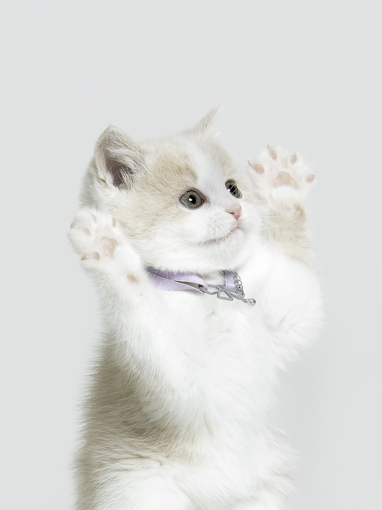 【宠物摄影】一些小猫咪