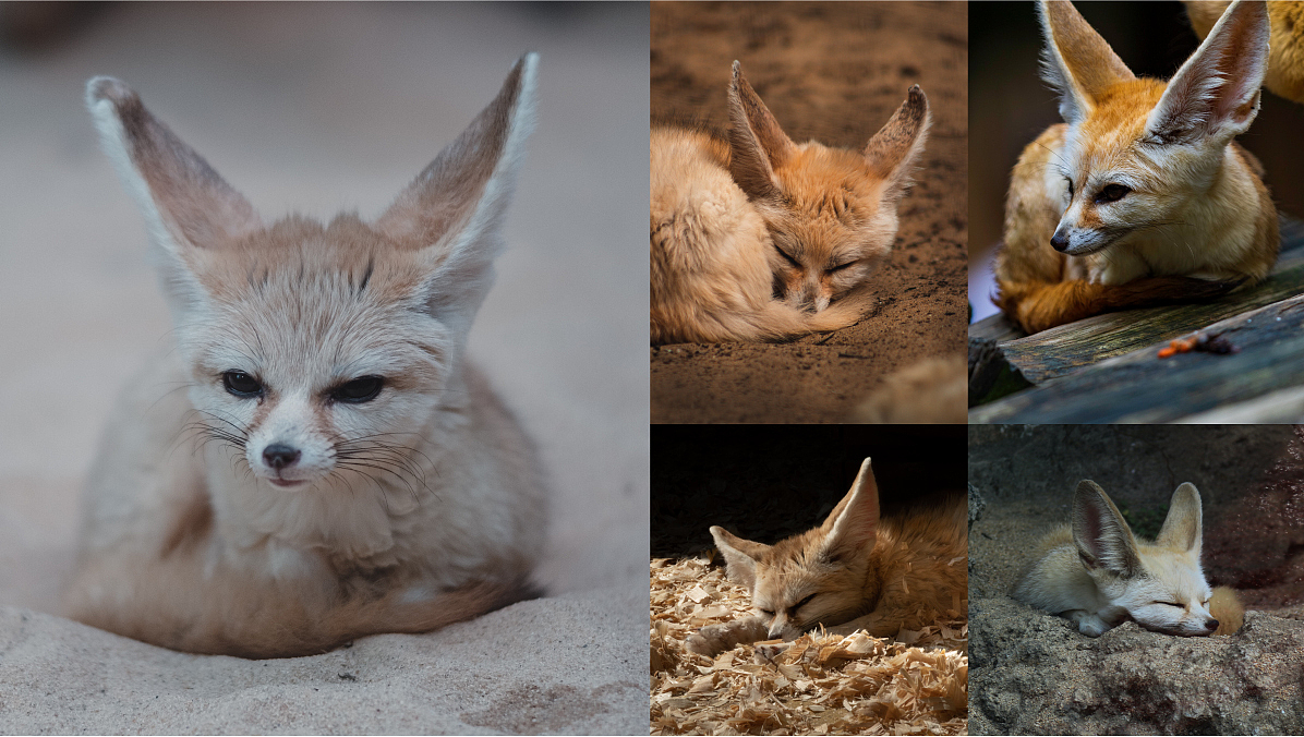 XPPen数字艺术创新品牌-品牌吉祥物IP体系化升级