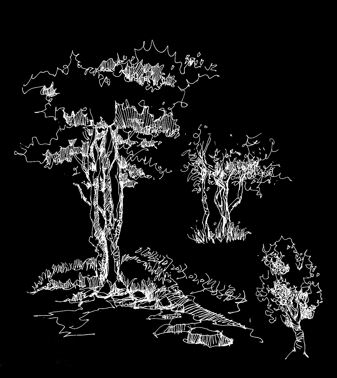 园林植物速写。