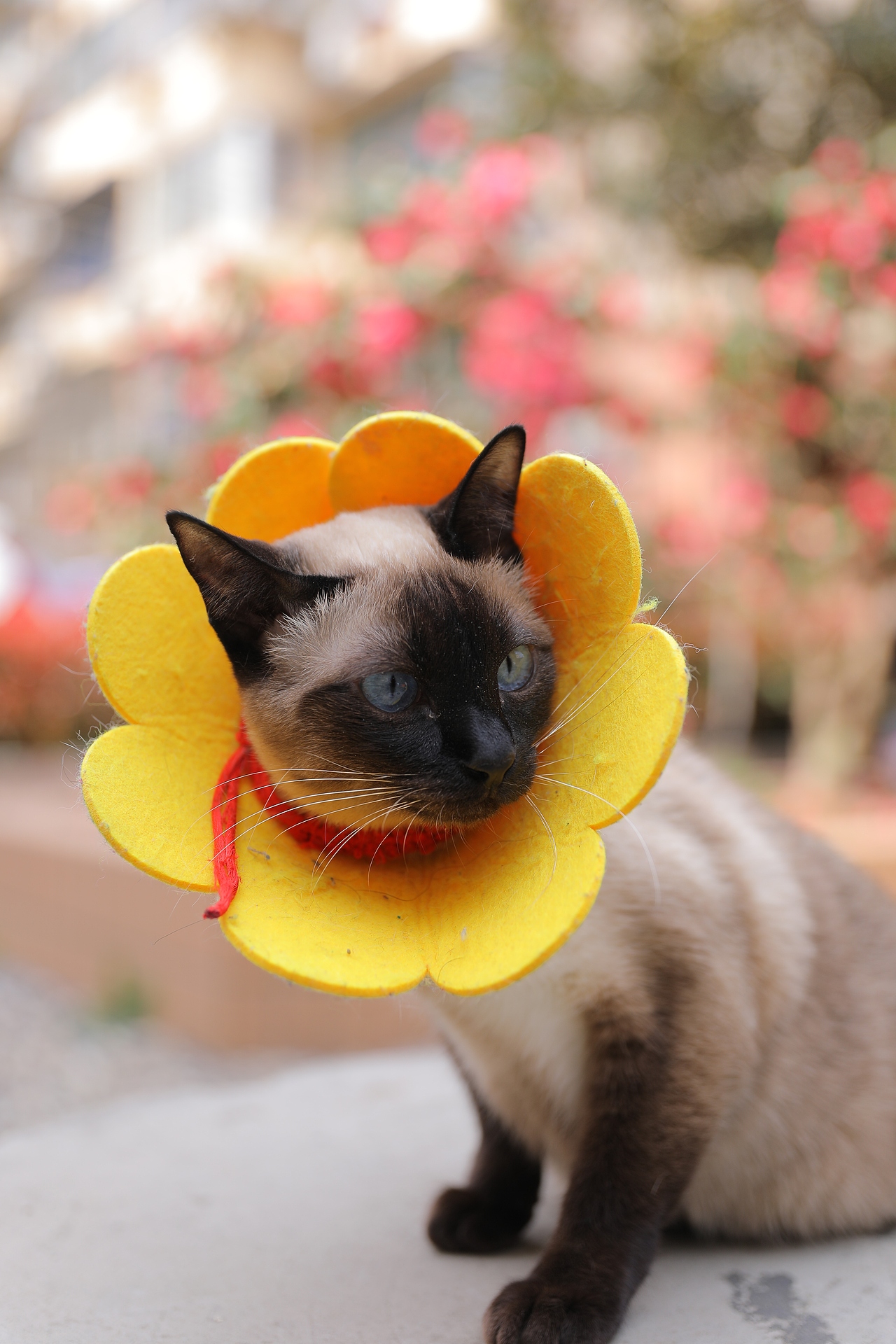 宠物猫（图ZMzY4MzEyMjMy） - 宠物摄影 - 站酷设计师zpping123原创素材 - 站酷ZCOOL