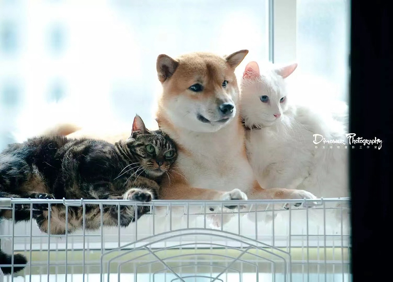 特别的家人（图ZMzEyNDQ4MTg4） - 婚礼摄影 - 站酷设计师恐龙宠物摄影原创素材 - 站酷ZCOOL