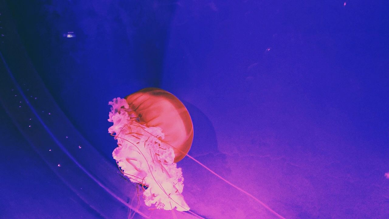 《婴儿水母》（图ZMzA5NjQzMzEy） - 其他摄影 - 站酷设计师斯文宋原创素材 - 站酷ZCOOL