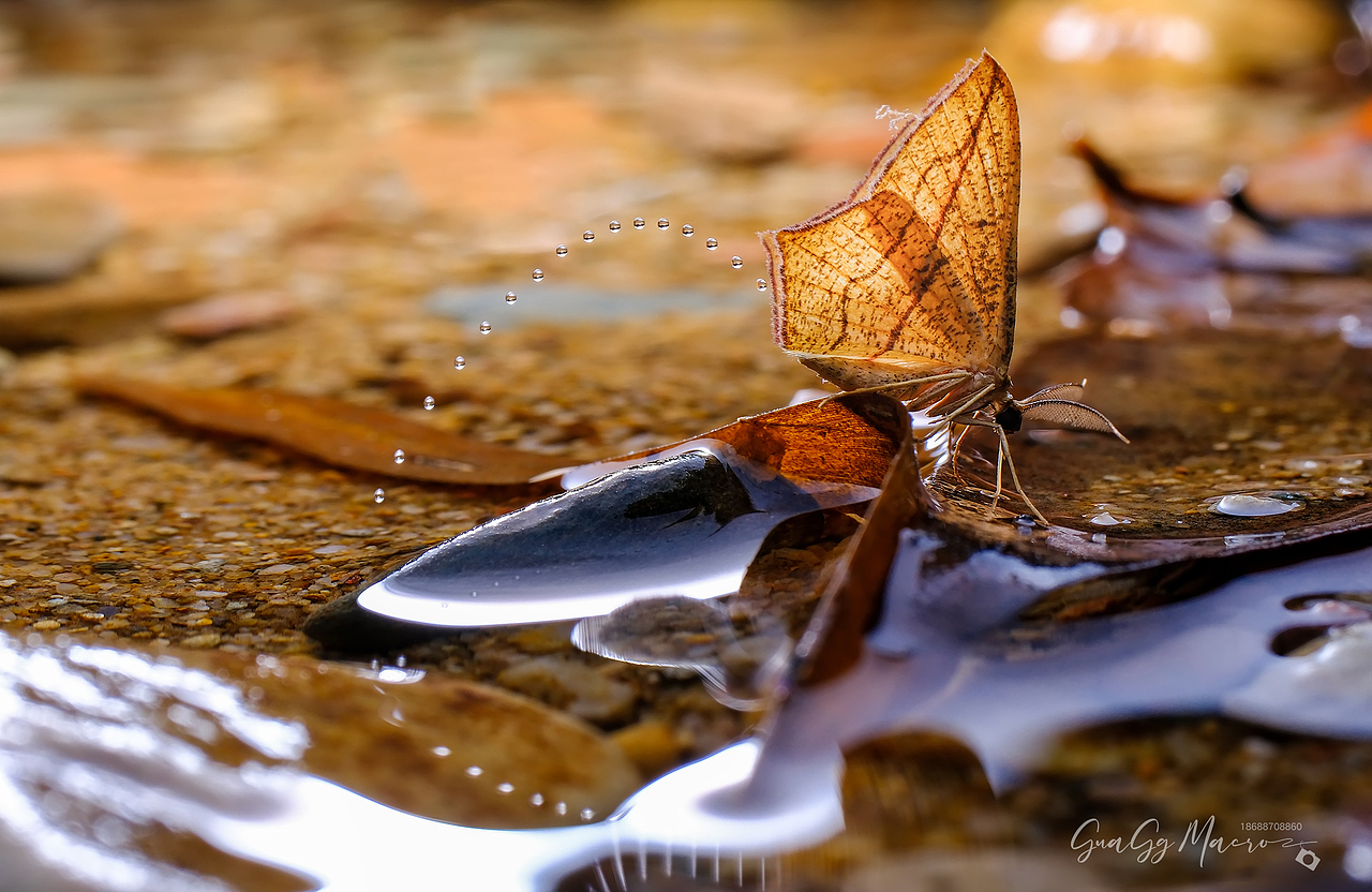 瓜哥生态微距-保护环境 人人有责（图ZMzQ2Nzg5NzUy） - 其他摄影 - 站酷设计师瓜哥微距摄影原创素材 - 站酷ZCOOL