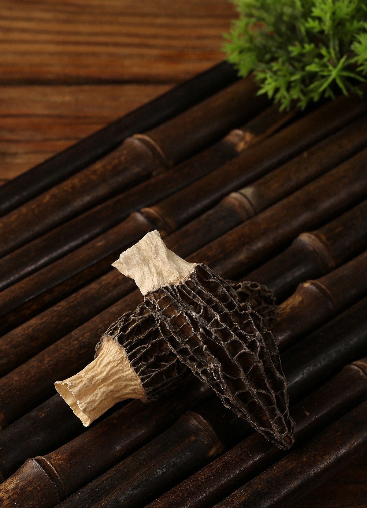 羊肚菌拍摄摄影