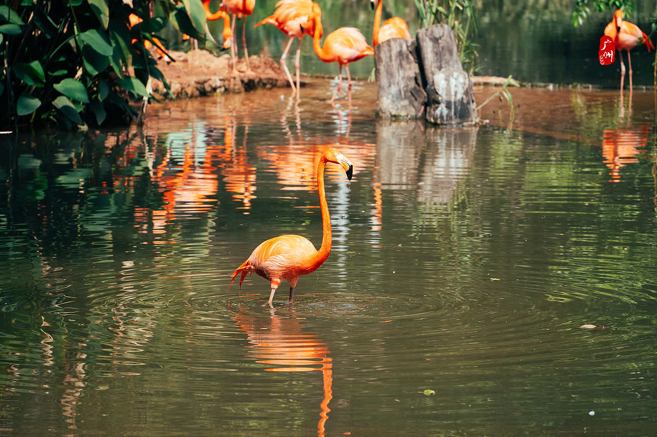 随手拍·广州动物园(鸟类)