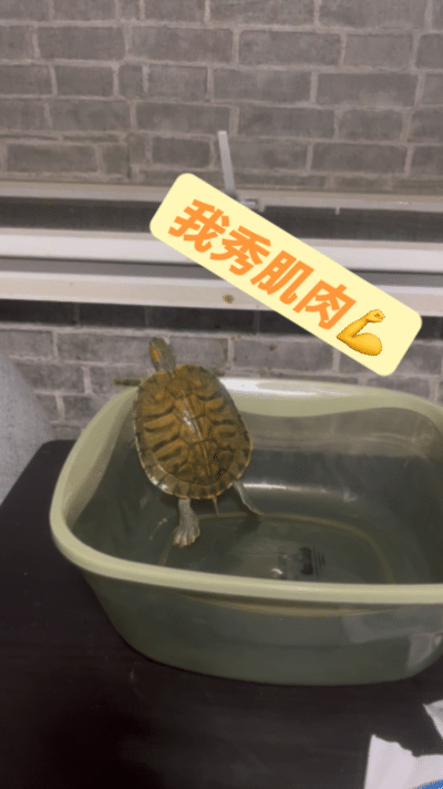 心心念念的“好养活”（图ZMzEyODY4OTg4） - 宠物摄影 - 站酷设计师墨鱼的低语世界原创素材 - 站酷ZCOOL