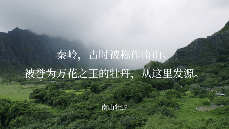 果酒包装设计丨牡丹酿果酒三维渲染丨果酒品牌视觉设计