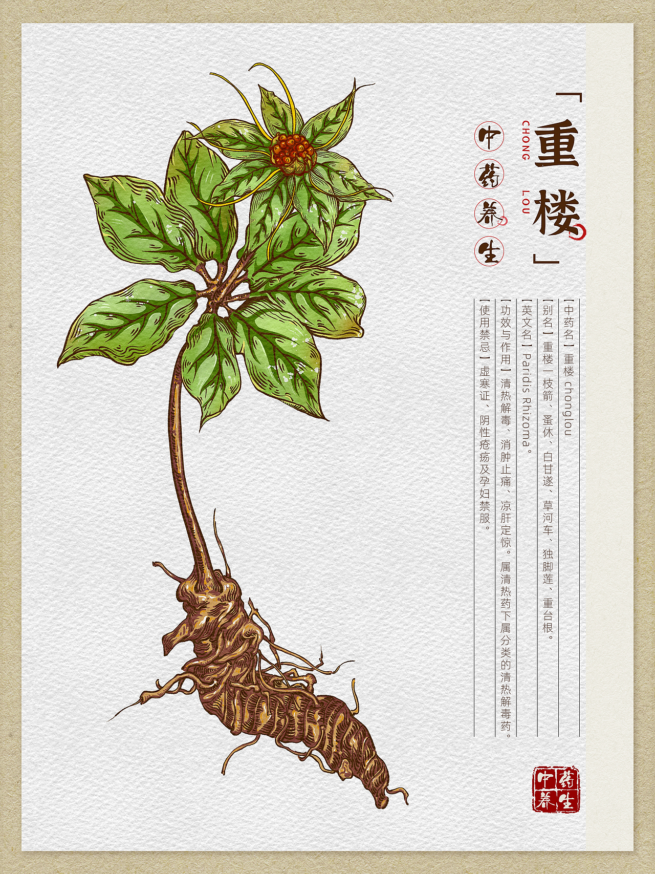 本草纲目-中草药手绘插画图鉴