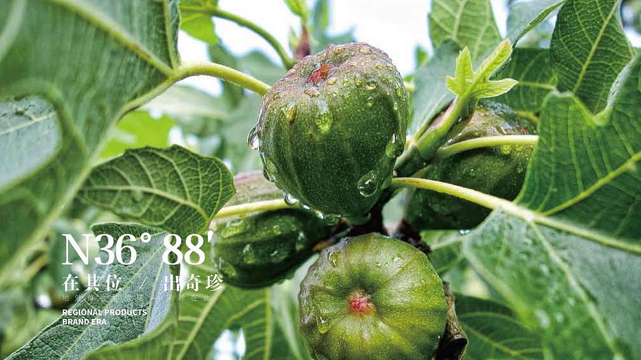 农场品牌设计案例|3688珍品农场 在其位·出奇珍（图ZMzQxMDE3MTQ4） - 品牌 - 站酷设计师象造文创原创素材 - 站酷ZCOOL