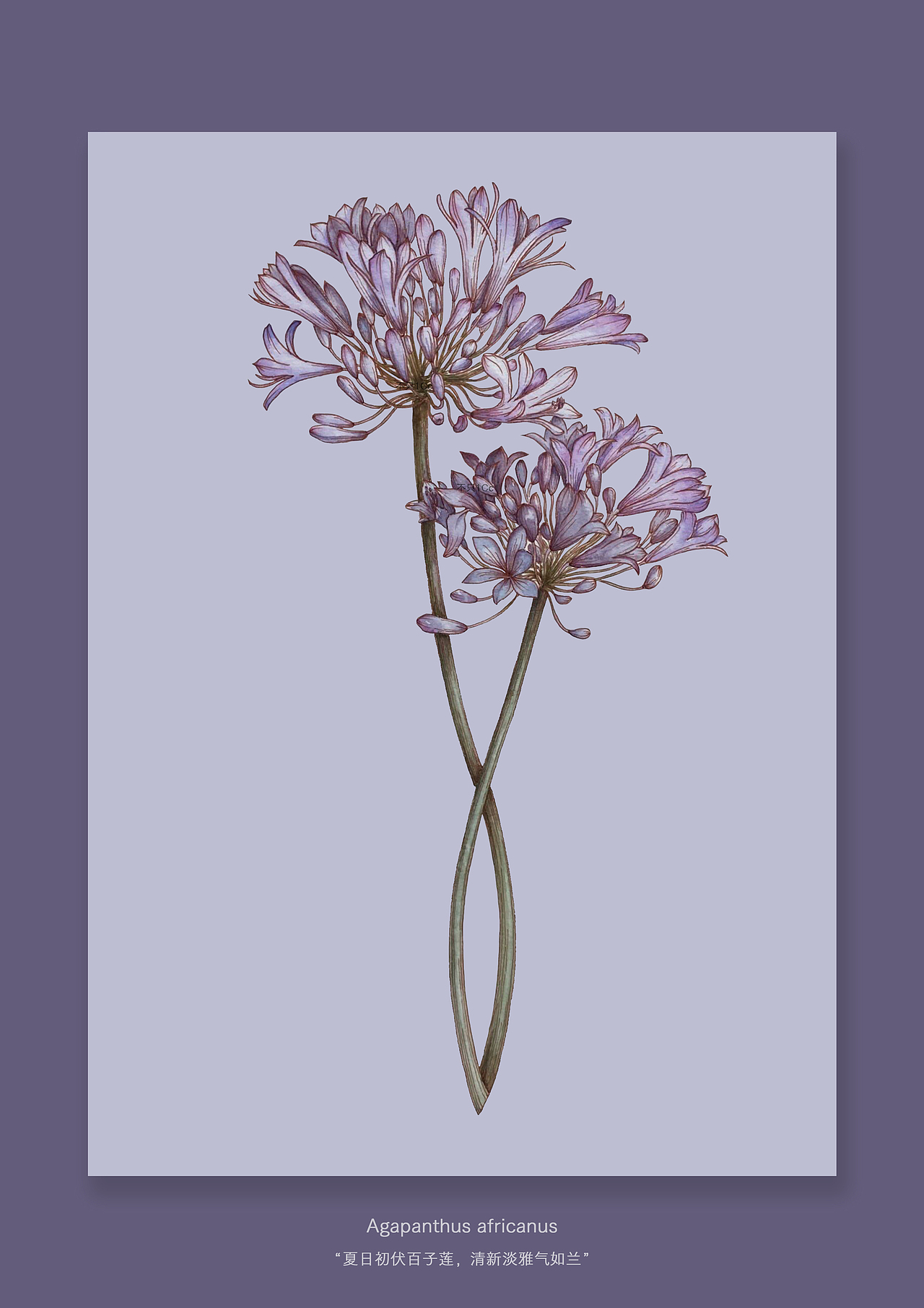 手绘植物插画 | 爱之花-百子莲