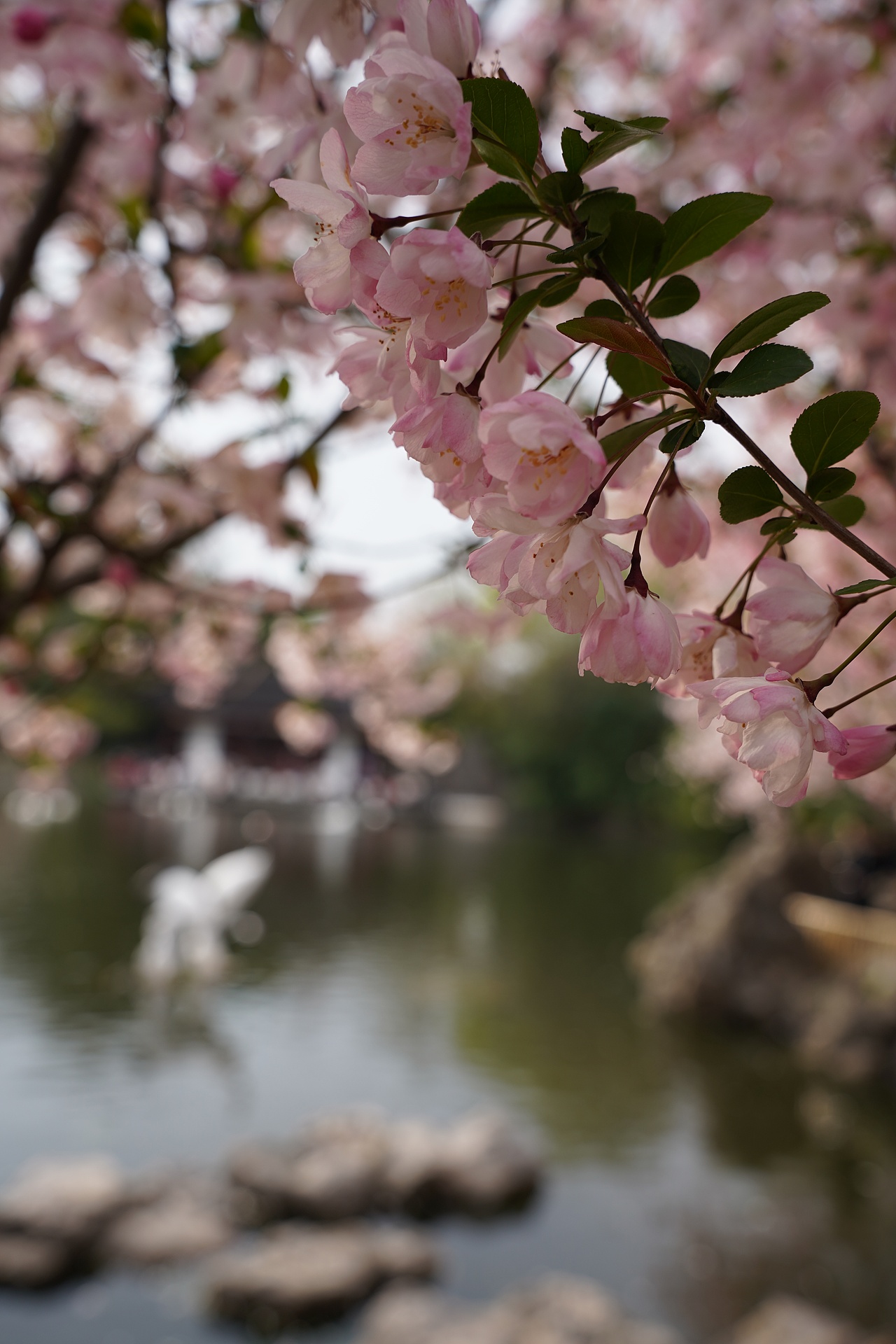 南京莫愁湖公园