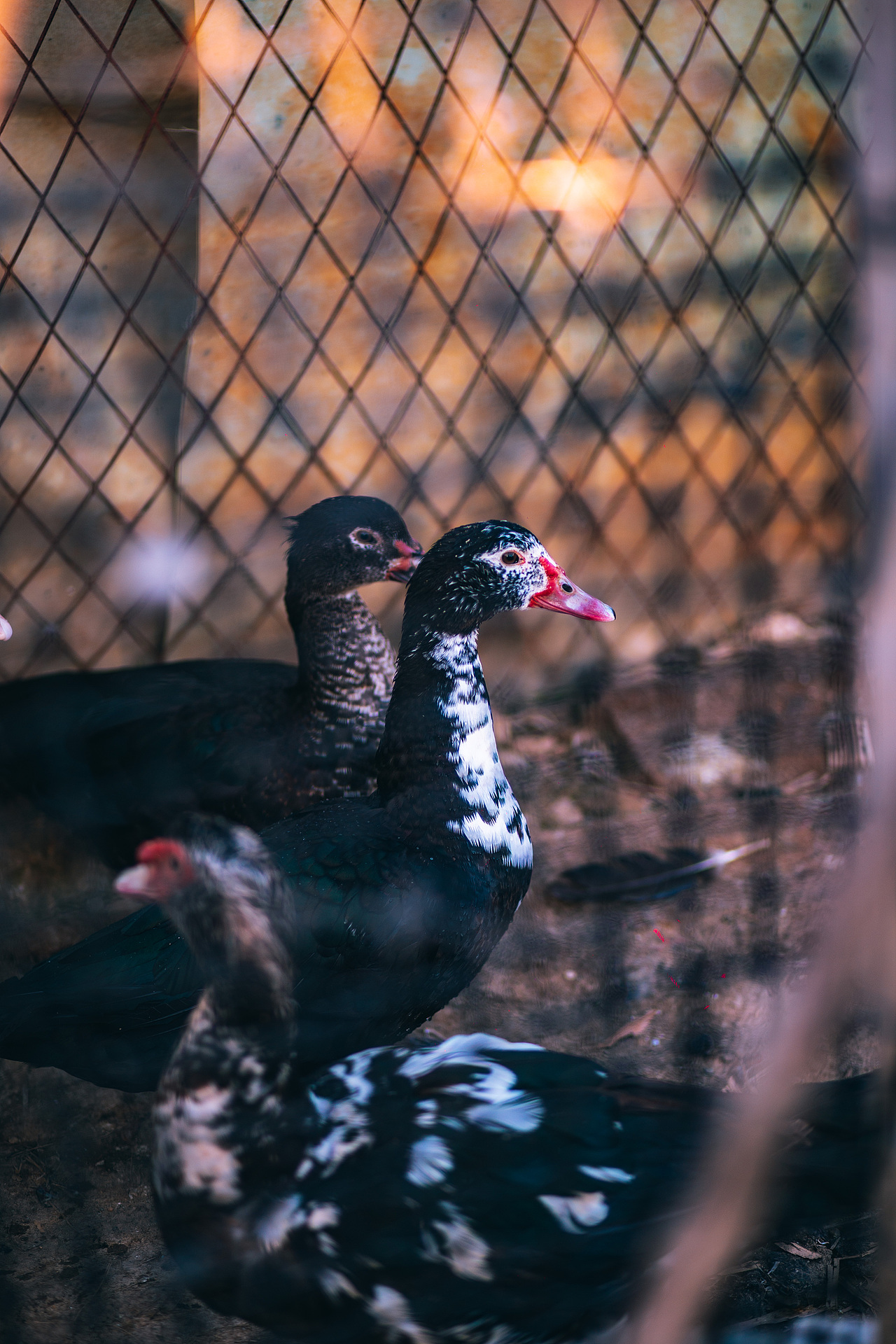 《万物有灵》（图ZMzA2MDgxMzMy） - 人文/纪实摄影 - 站酷设计师摄影师斯伟原创素材 - 站酷ZCOOL