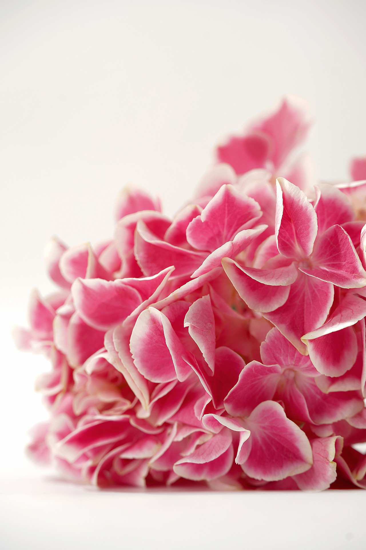 花之素材拍摄素材（图ZMzY2OTE3NDgw） - 产品摄影 - 站酷设计师乱发艺术家原创素材 - 站酷ZCOOL