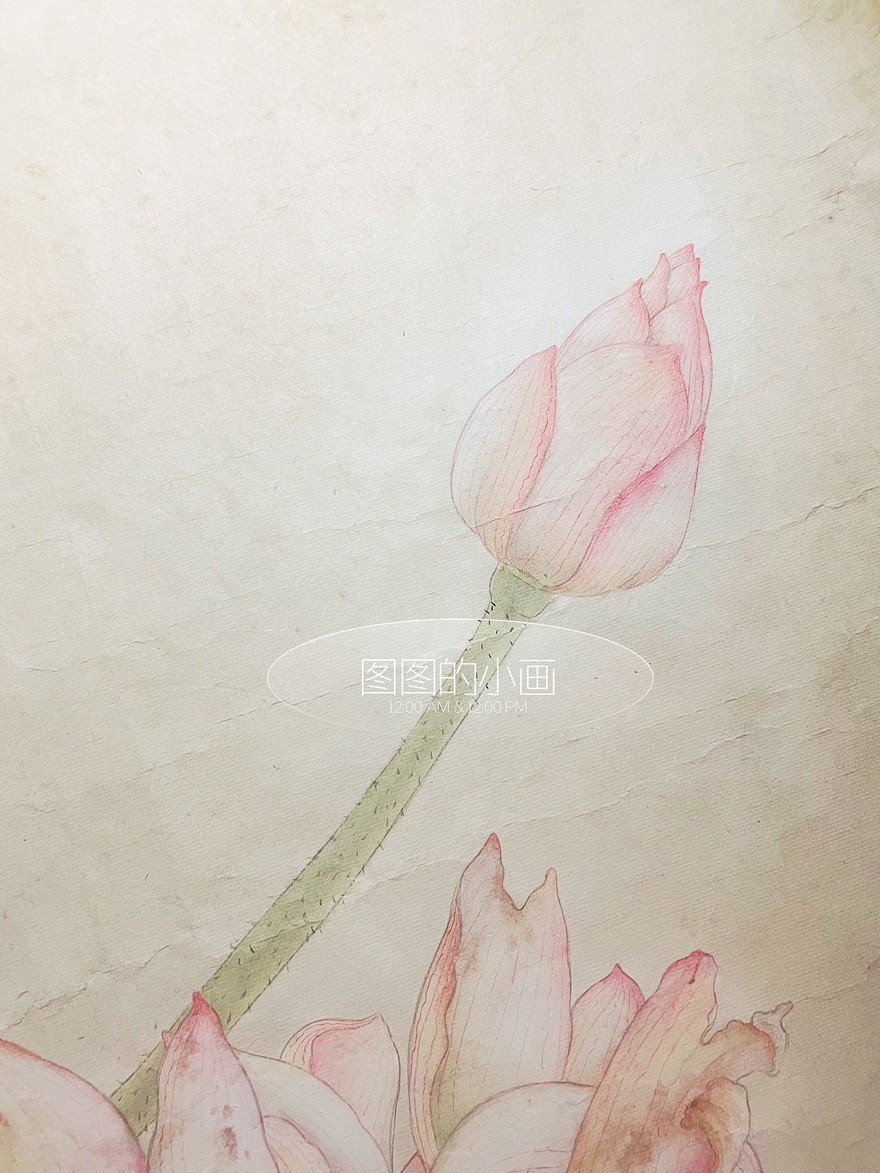 夏 | 工笔荷花《暗香浮动》（图ZMzQyODUzMDQw） - 绘画 - 站酷设计师太傅小白DLin原创素材 - 站酷ZCOOL