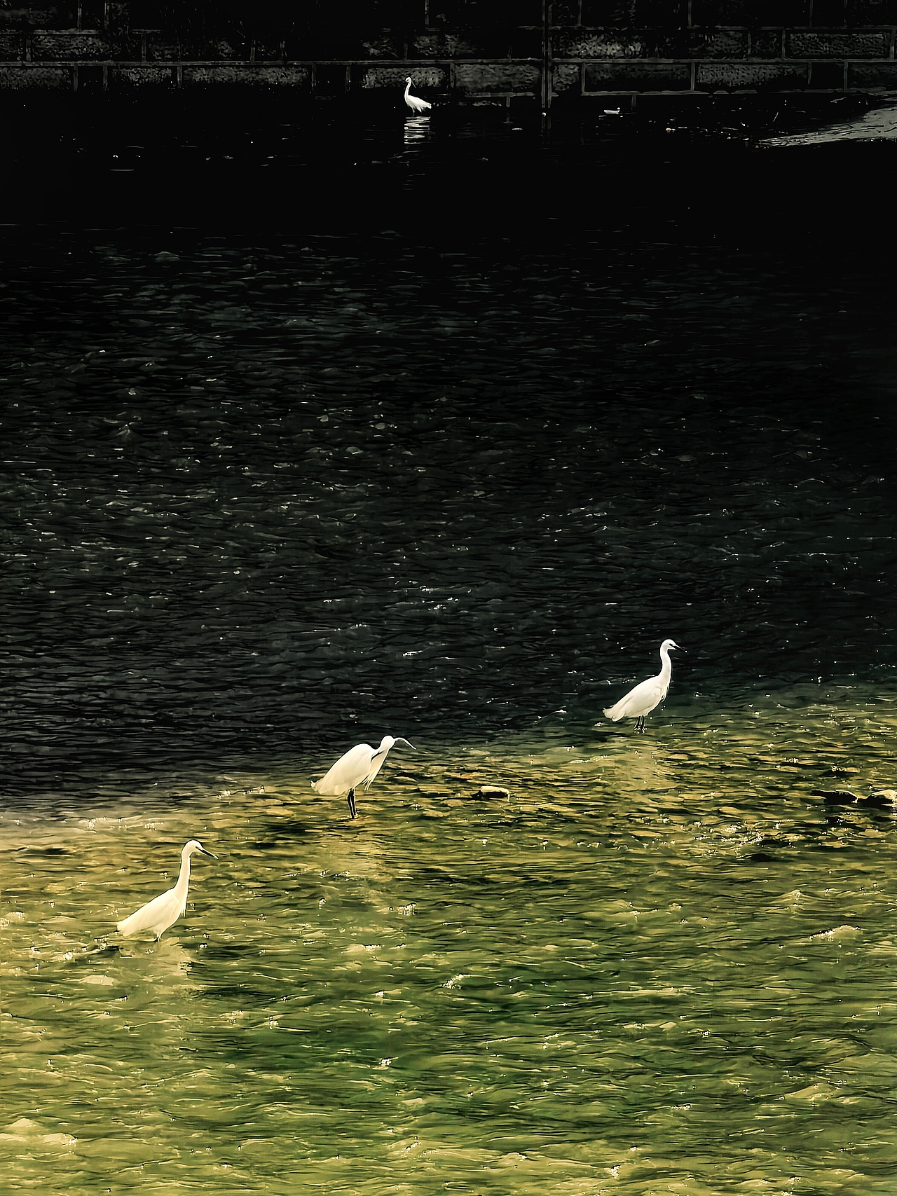 #WOW 春江水暖，鹭先知