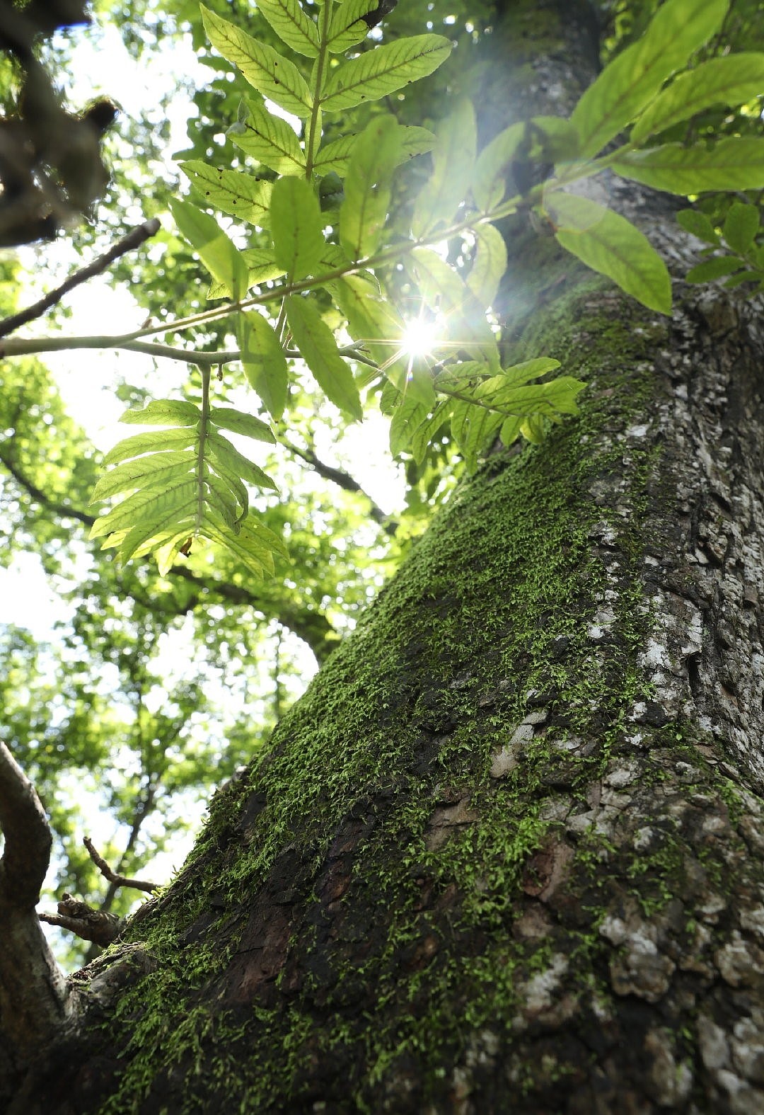 “光”（图ZMzM0NjY4MDA0） - 风光摄影 - 站酷设计师白白是日梦原创素材 - 站酷ZCOOL