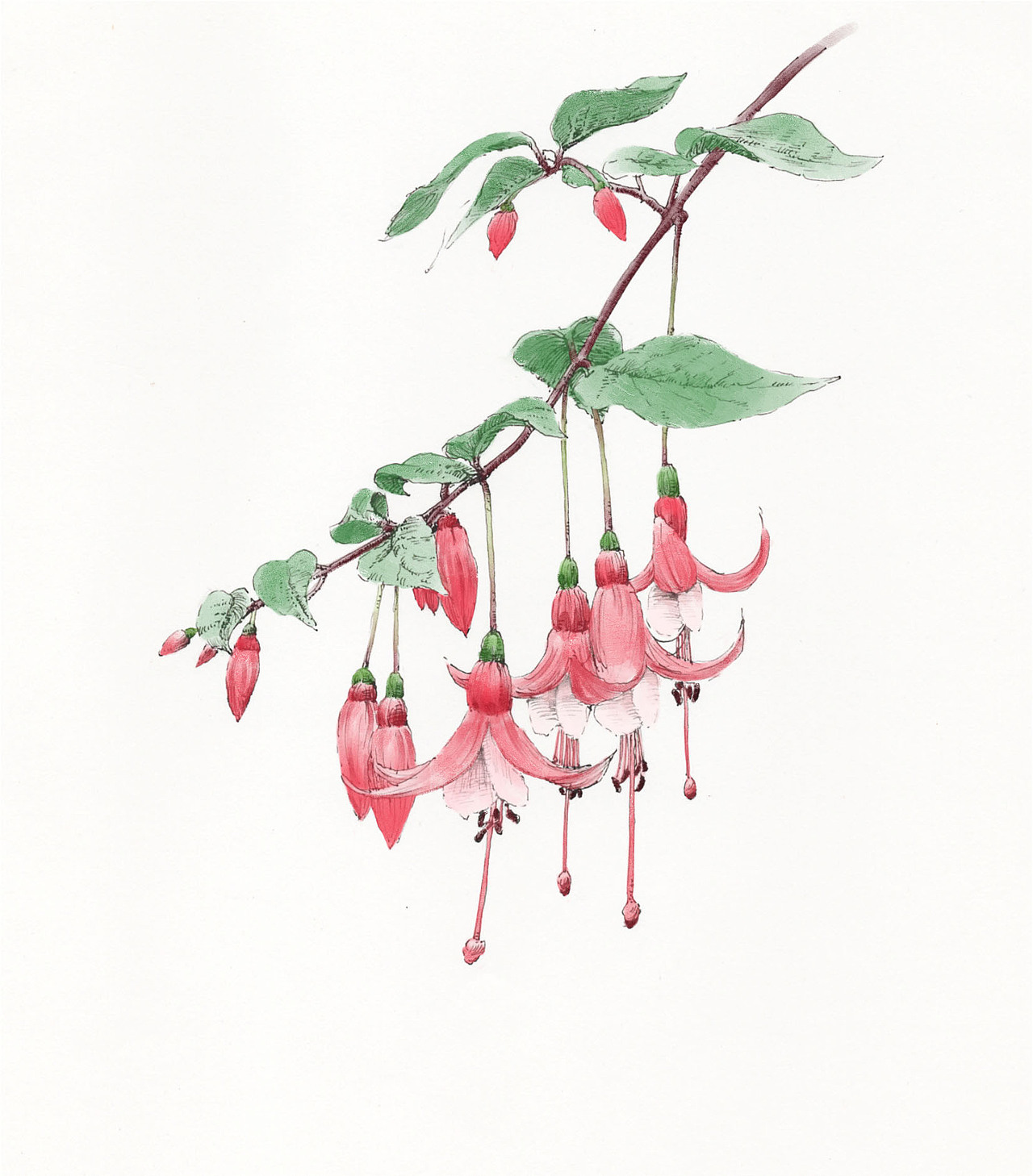 植物 钢笔画（图ZMzU3Njk0ODQ0） - 绘本 - 站酷设计师胜胜呀原创素材 - 站酷ZCOOL