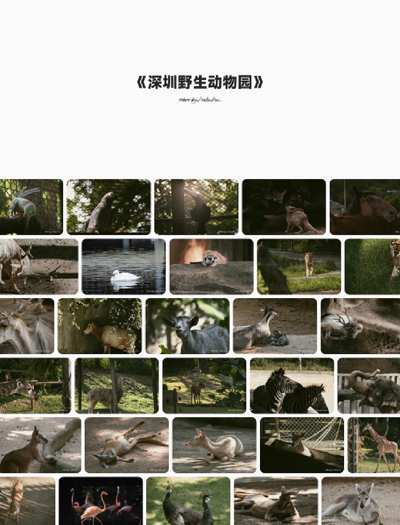 【携程攻略】深圳深圳野生动物园景点,有优惠活动的时候(99.9))可以带着宝宝去玩一下，其他都普通，普通的…