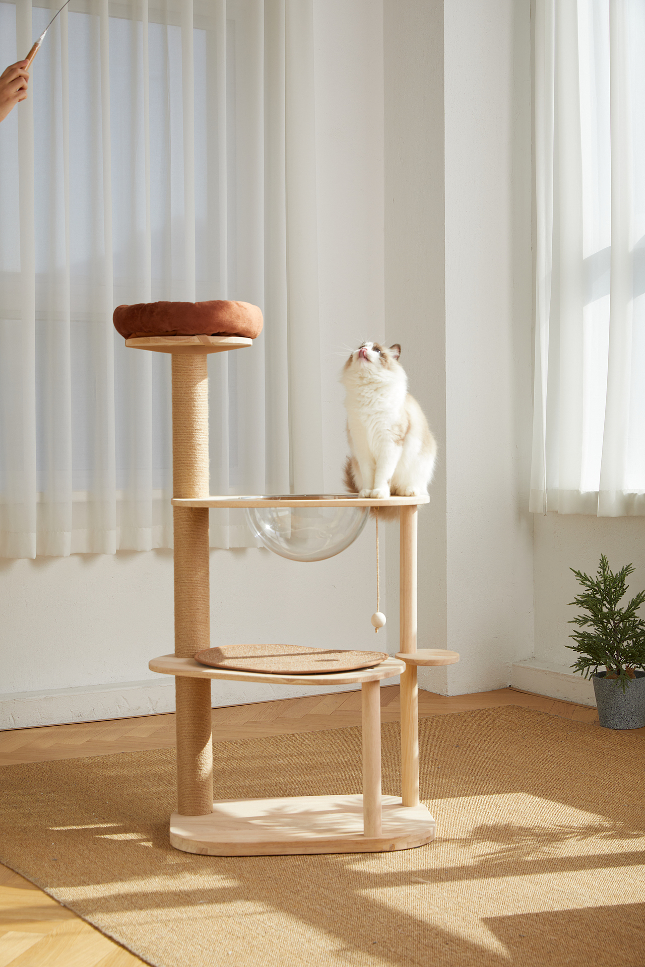 宠物摄影-猫爬架