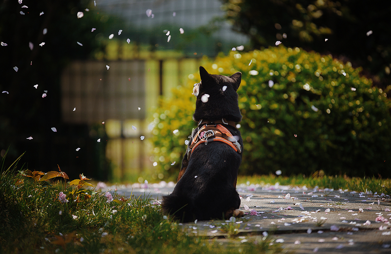 Gorgeous表达【动物摄影师何某某个人作品33】