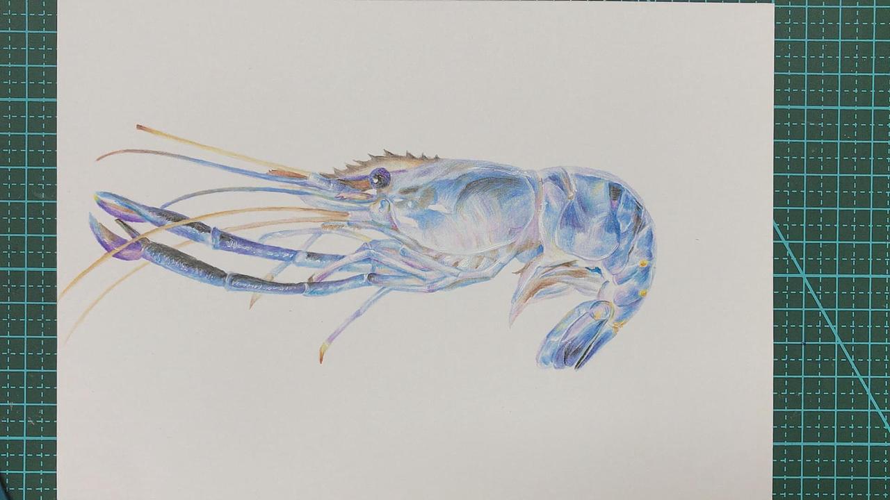 彩铅虾