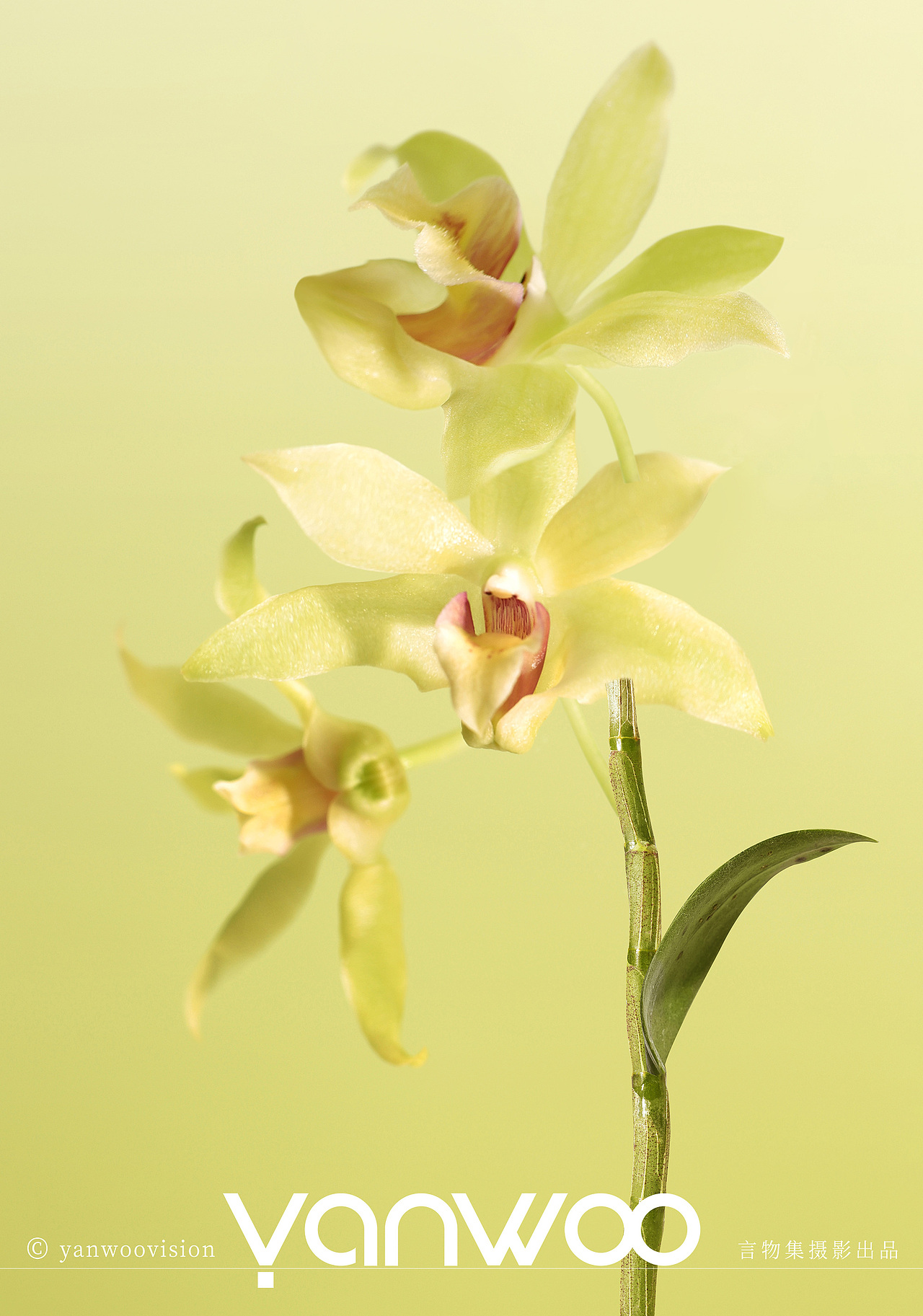 言物集 X 植然方适 | 人像模特护肤品美妆产品拍摄杭州