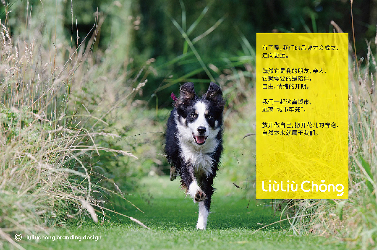 宠物LOGO 宠物包装 LOGO设计 宠物品牌设计 vi vi设计