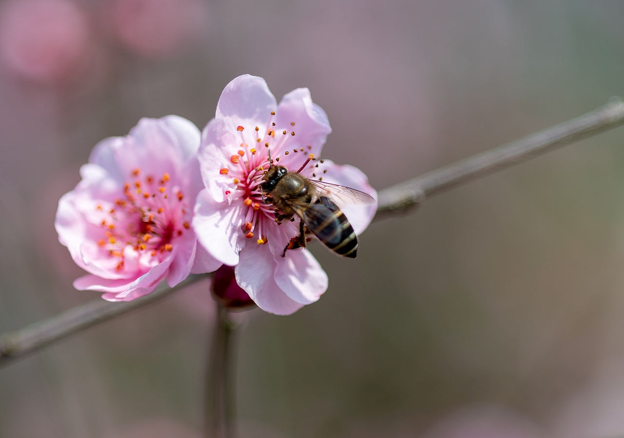 微距下的小世界