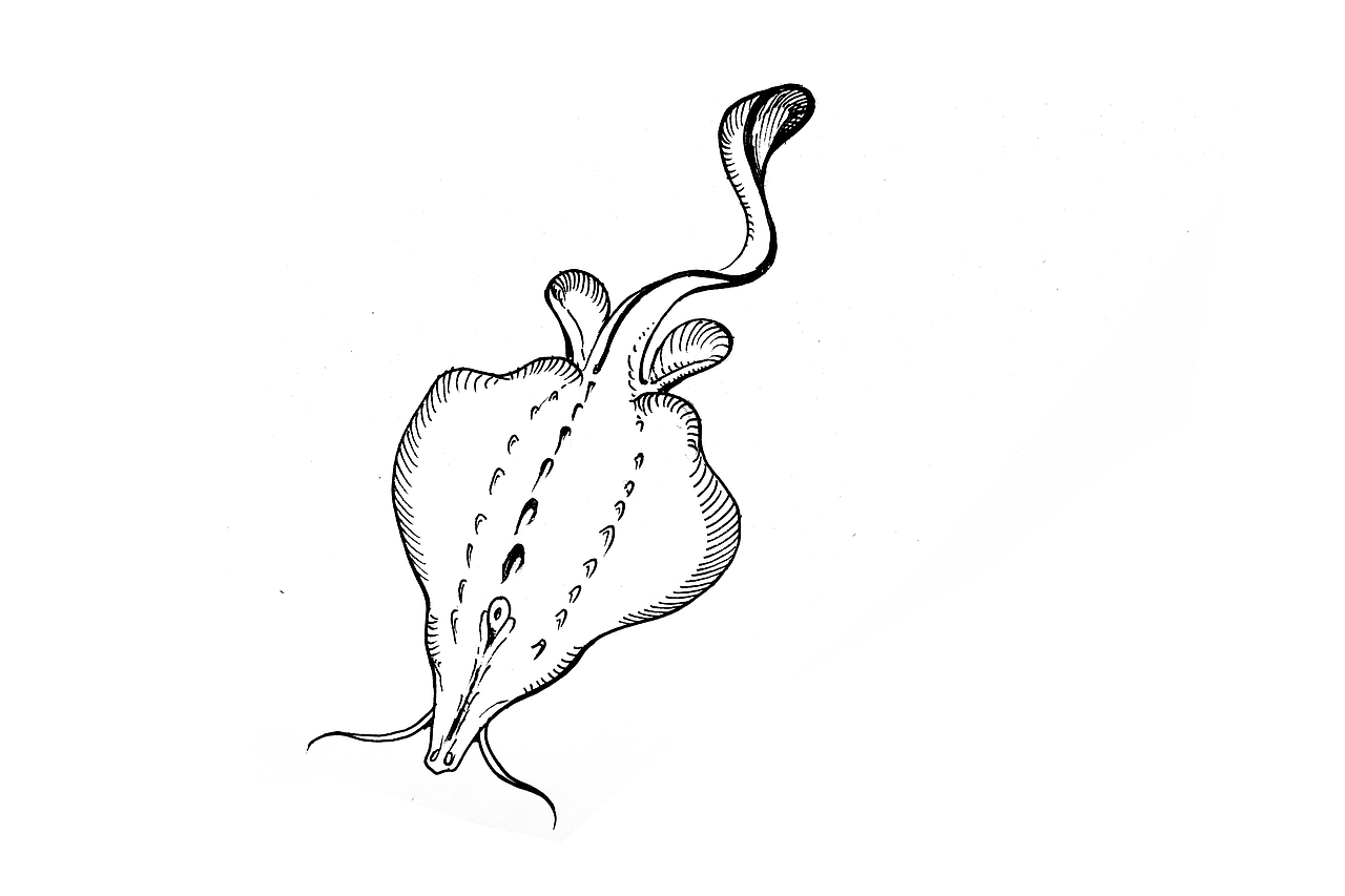 山海经里的自然世界——动物1