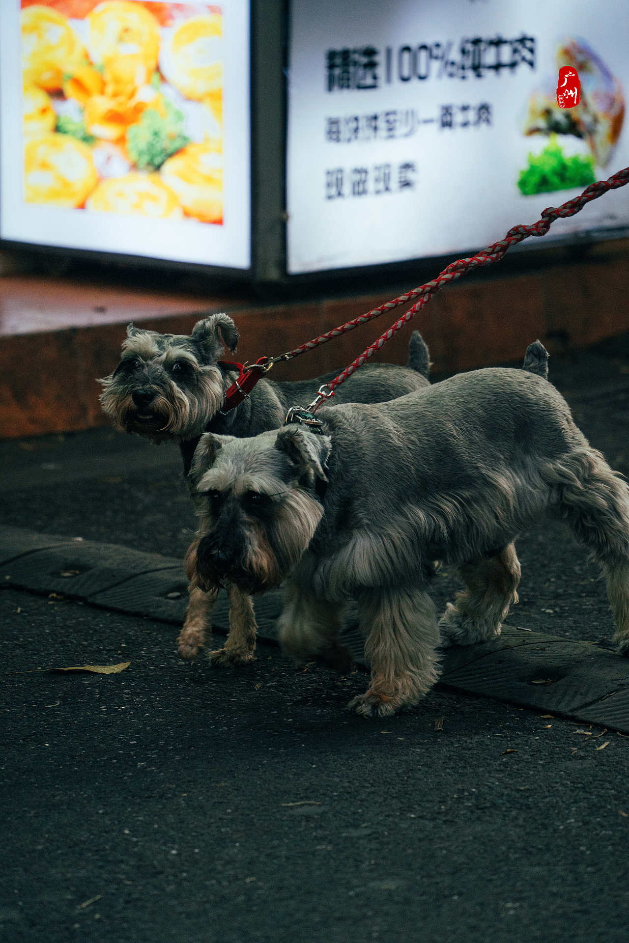 地狱双头犬,这是我看到它们后脑子里蹦出来的词,冷幽默。
