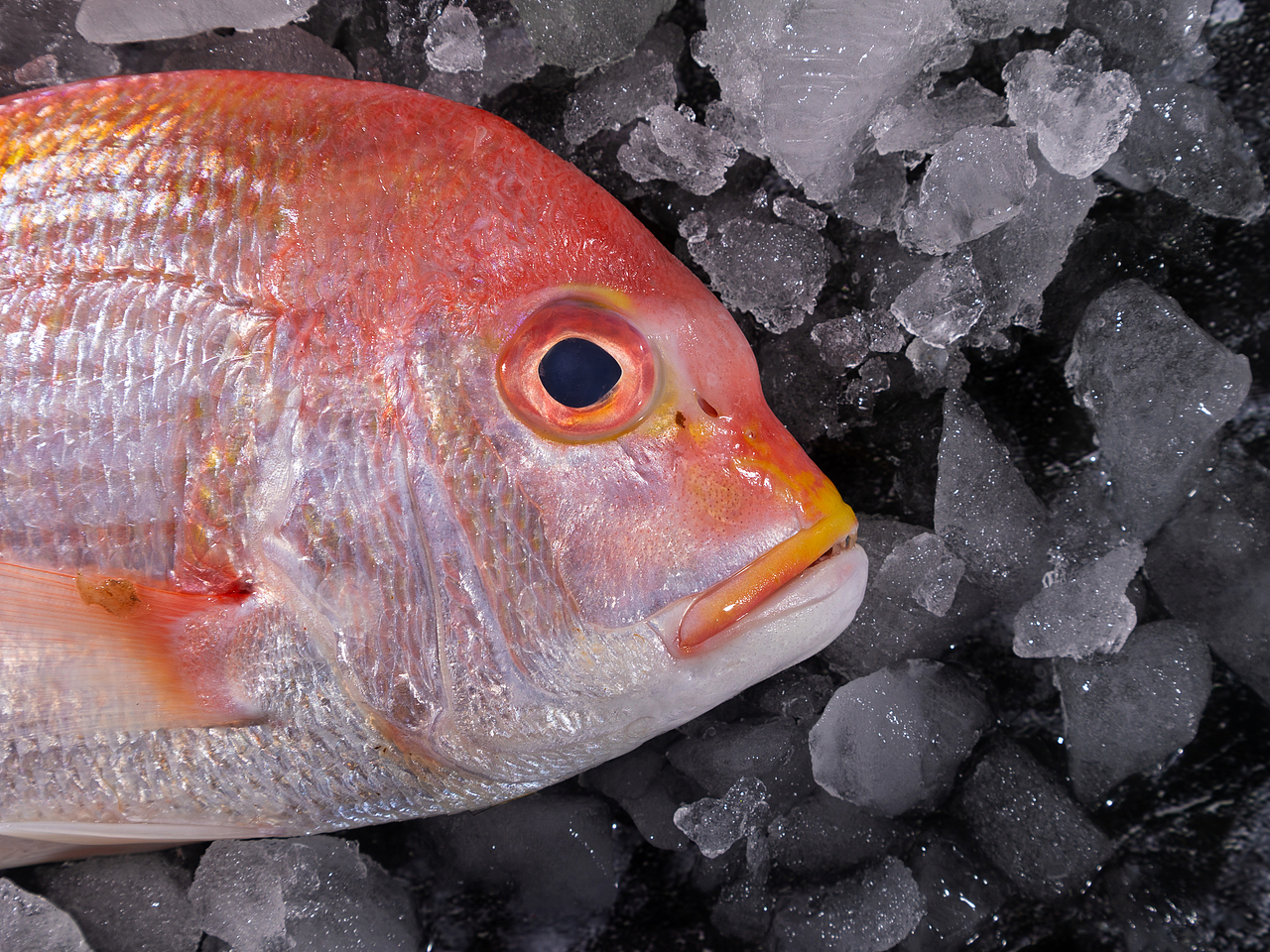 铜彭鱼（图ZMzQ3MTYyMTU2） - 产品摄影 - 站酷设计师accganjue原创素材 - 站酷ZCOOL