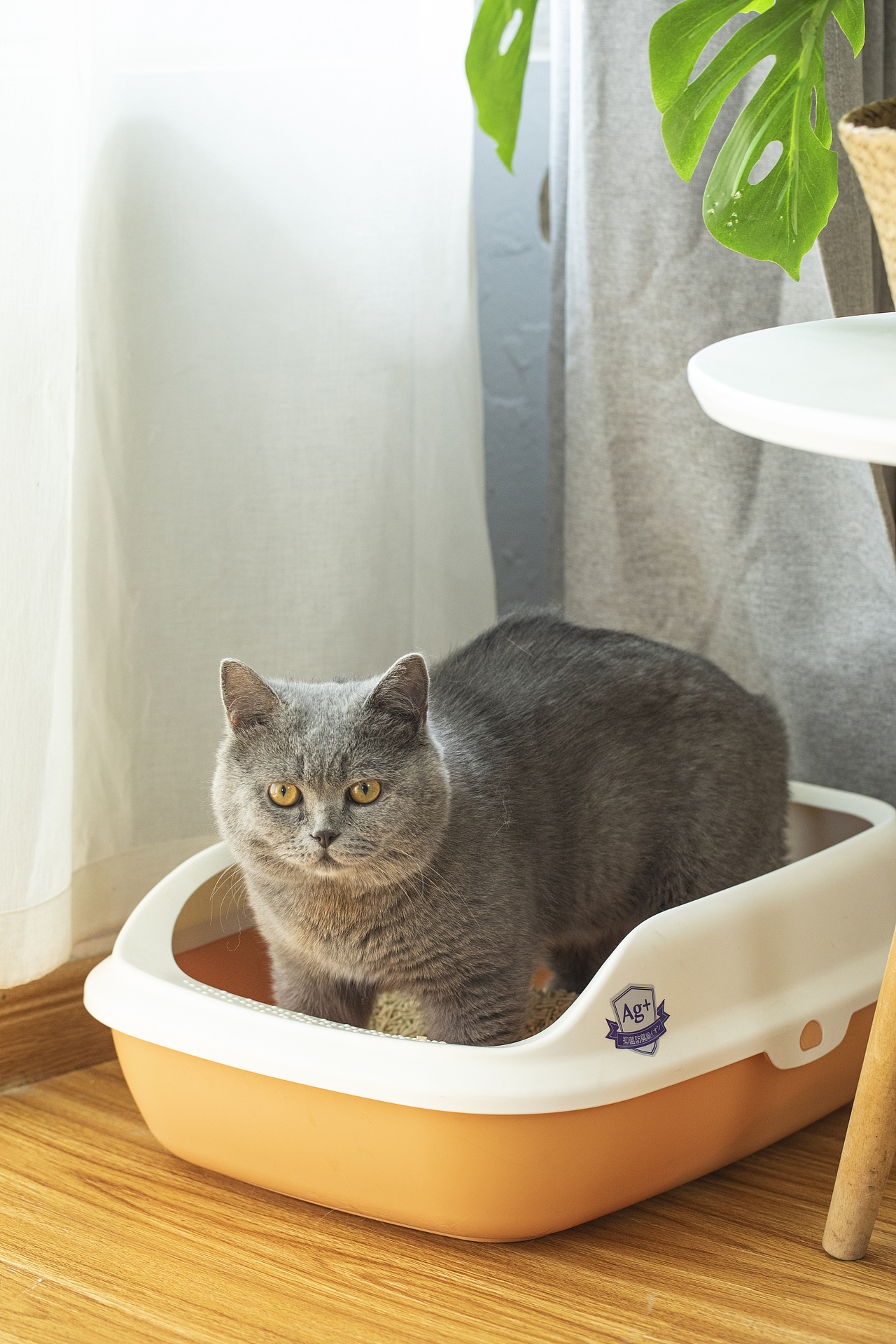 一只蓝猫上厕所的全过程