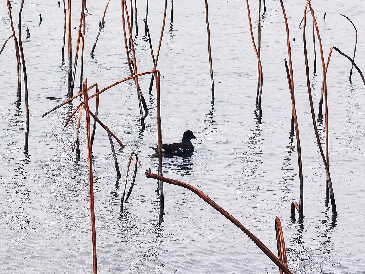 苏醒的动物和人（图ZMzM2MDU5NTQw） - 风光摄影 - 站酷设计师湖西路十六号原创素材 - 站酷ZCOOL