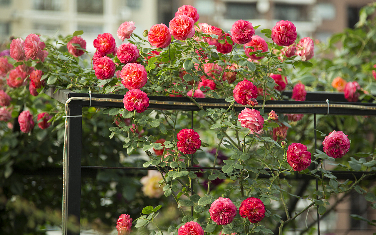 花至花园内的月季花