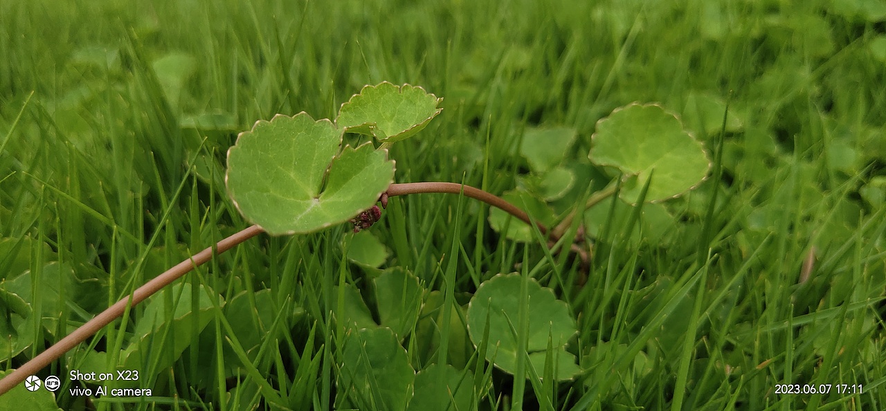 绿的陶醉-积雪草