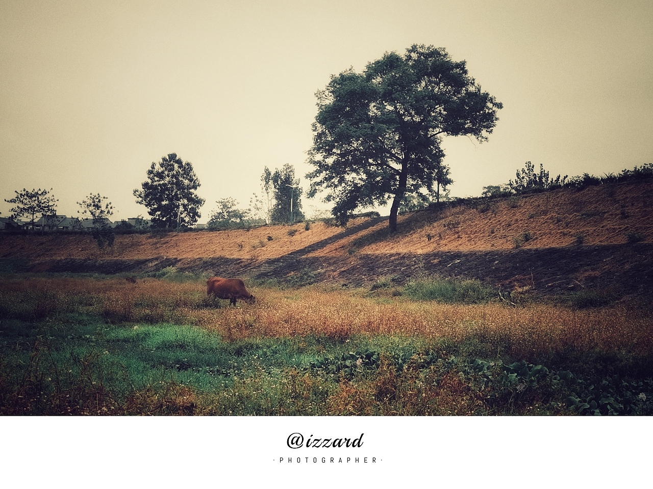 《凤栖梧林》（图ZMzE5MTk1MTYw） - 人文/纪实摄影 - 站酷设计师IZZARD盜原创素材 - 站酷ZCOOL