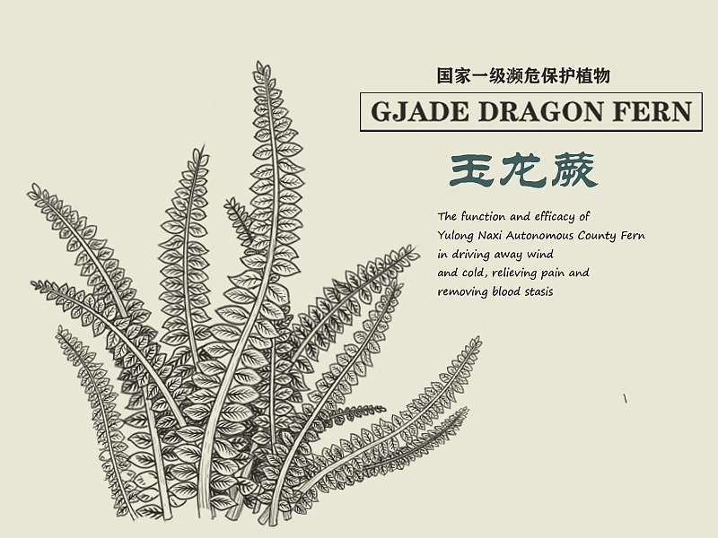 国家濒危保护物种——植物篇