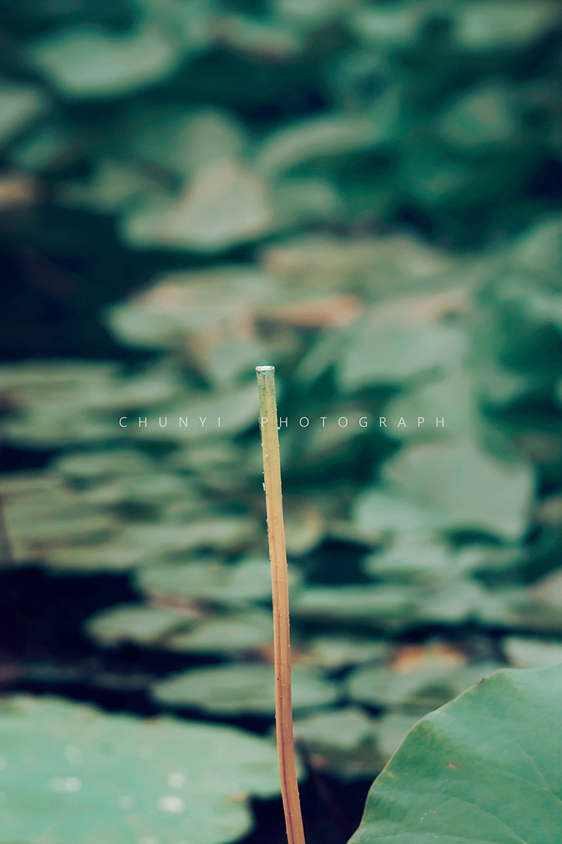 【2008-2019十年拍荷精选99幅 / 荷有四季，常乐我净】（图ZMjk4MzU1OTky） - 时尚/艺术摄影 - 站酷设计师Chunyi纯一原创素材 - 站酷ZCOOL