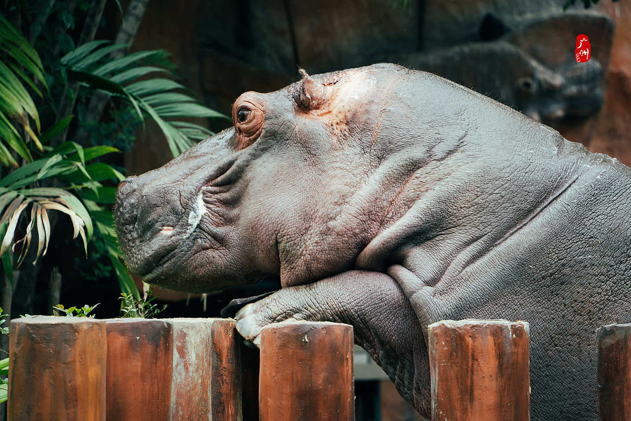 随手拍·广州动物园(兽类)（图ZMzM1ODA3ODM2） - 人文/纪实摄影 - 站酷设计师一晨同学原创素材 - 站酷ZCOOL