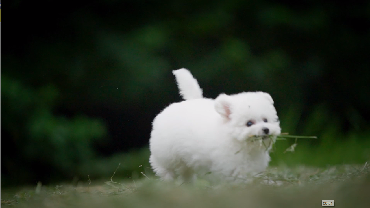 麦德氏宠物羊奶粉