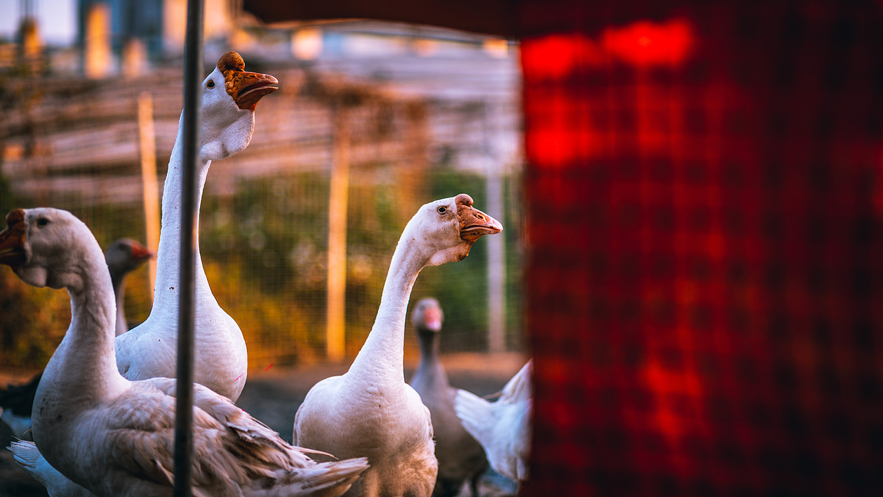 《万物有灵》（图ZMzA2MDgxMzgw） - 人文/纪实摄影 - 站酷设计师摄影师斯伟原创素材 - 站酷ZCOOL