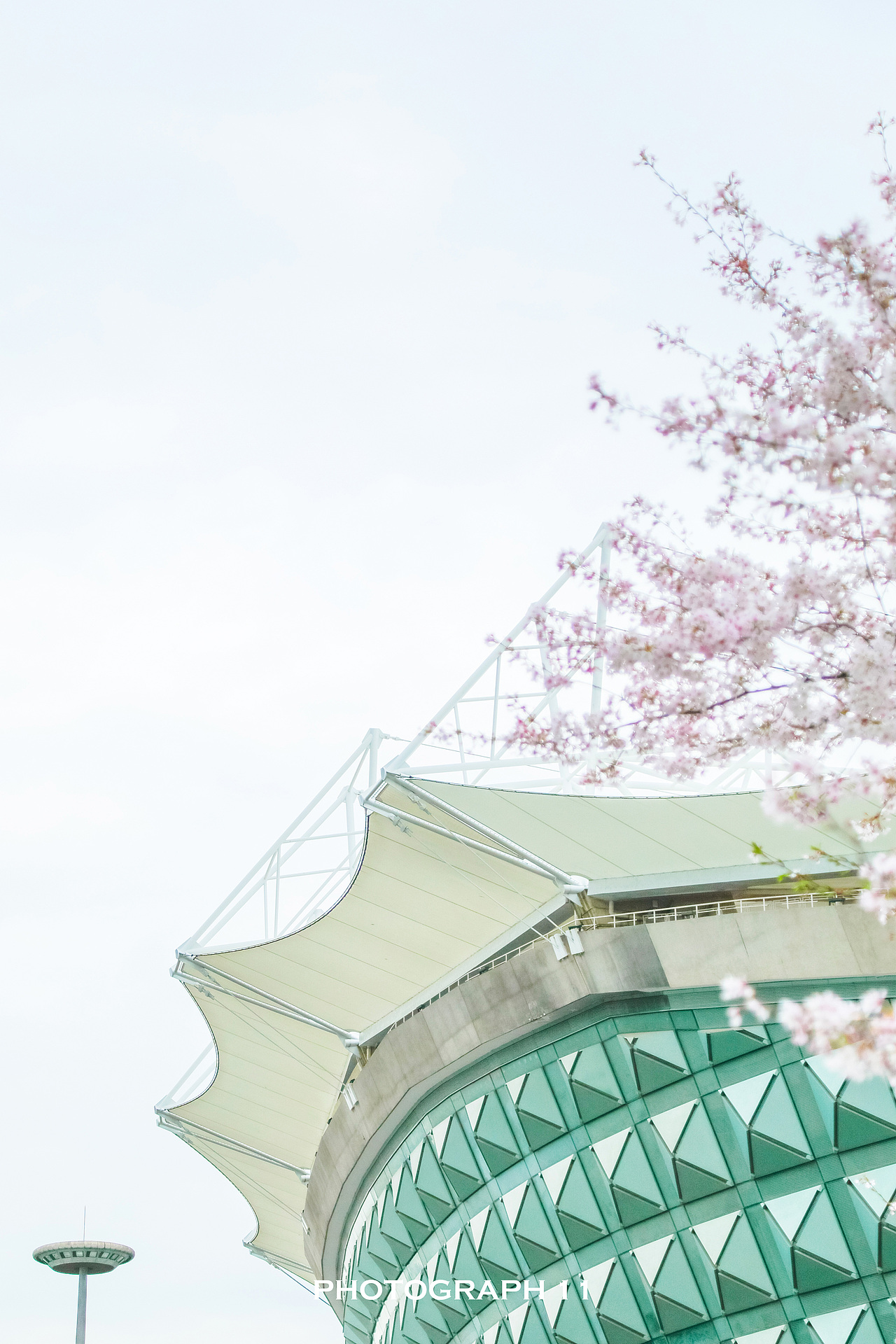 樱花的季节（图ZMzM1OTQ4Njcy） - 风光摄影 - 站酷设计师11ELEVEN原创素材 - 站酷ZCOOL