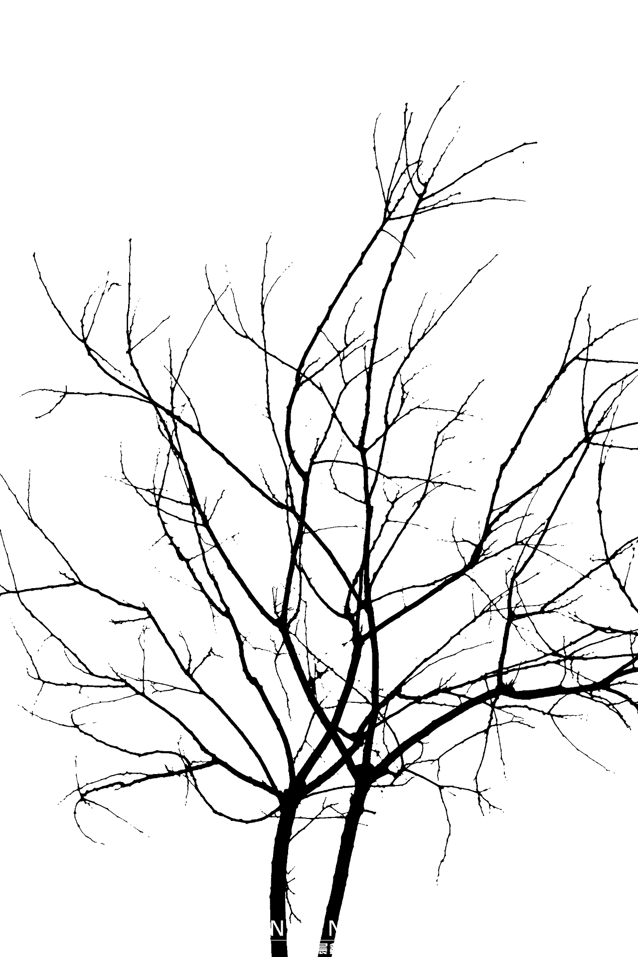 树枝|黑白水墨艺术摄影