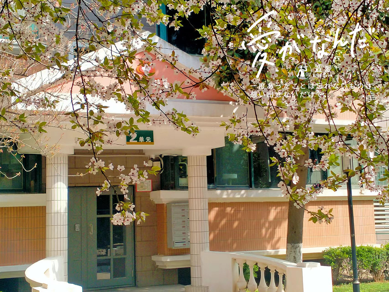 明媚春分——红叶李&玉兰